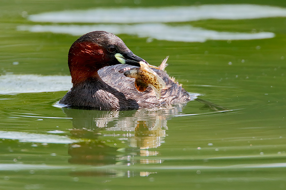 Il terribile tuffetto